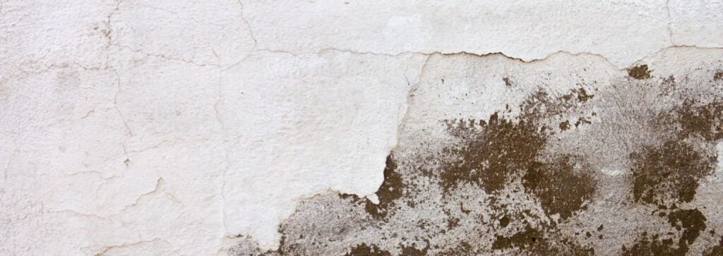 mold removal from wall