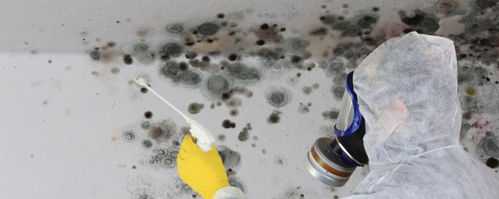 Mold Removal Costs